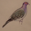 Scaly-naped Pigeon